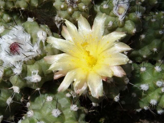 Copiapoa_montana_1